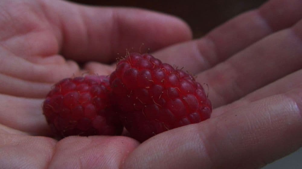Laure Prouvost, "Swallow", 2013, film still © Laure Prouvost