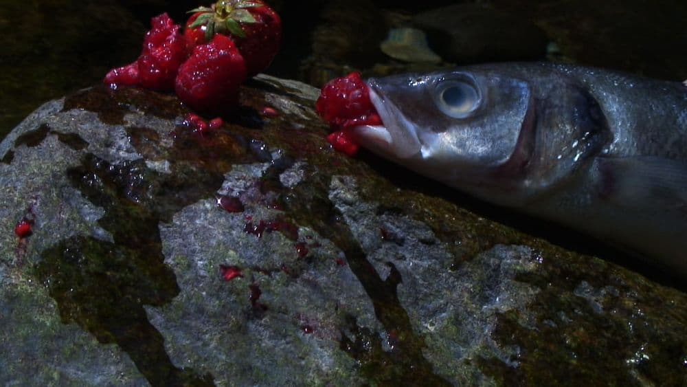 Laure Prouvost, "Swallow", 2013 © Laure Prouvost